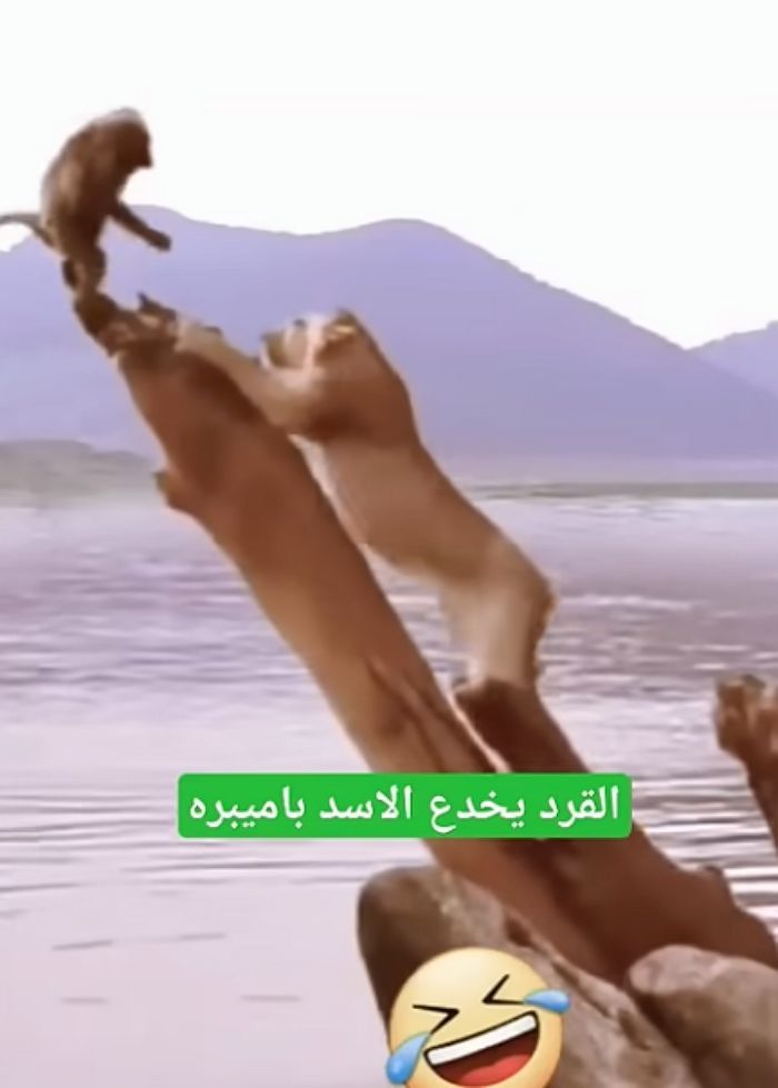 애니멀플래닛