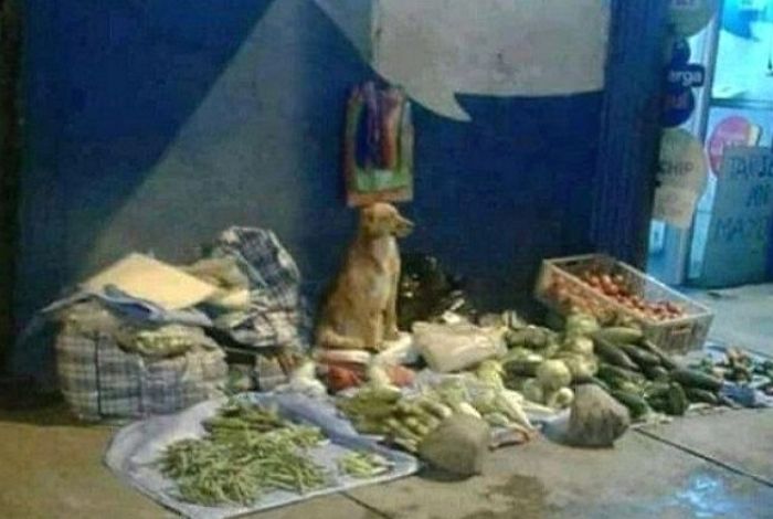 애니멀플래닛