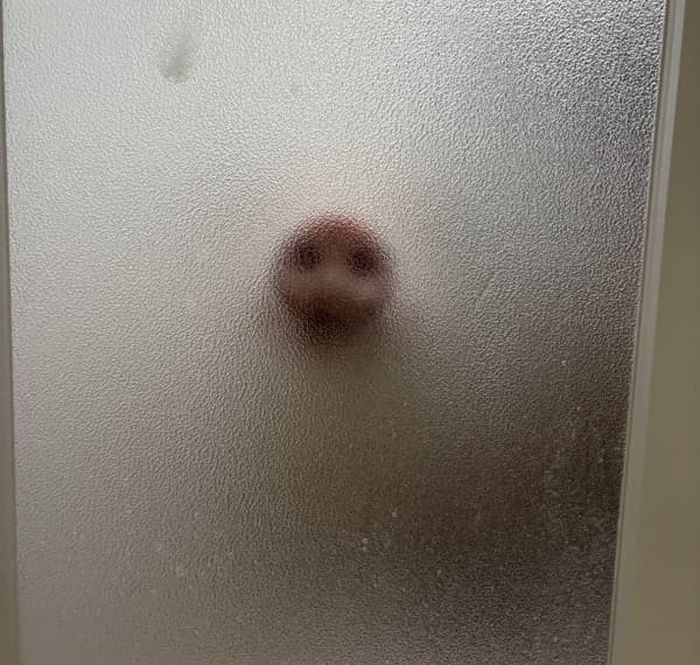 애니멀플래닛