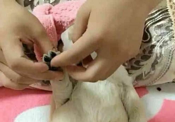 애니멀플래닛