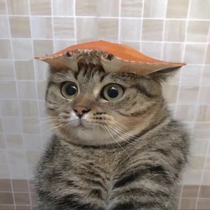 애니멀플래닛
