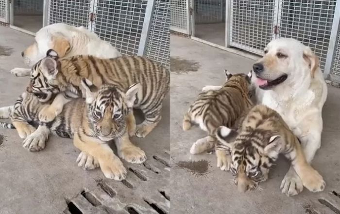 引用:アニマルプラネット