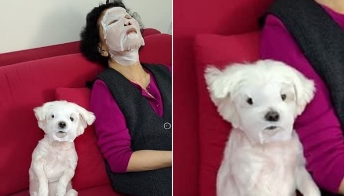 애니멀플래닛