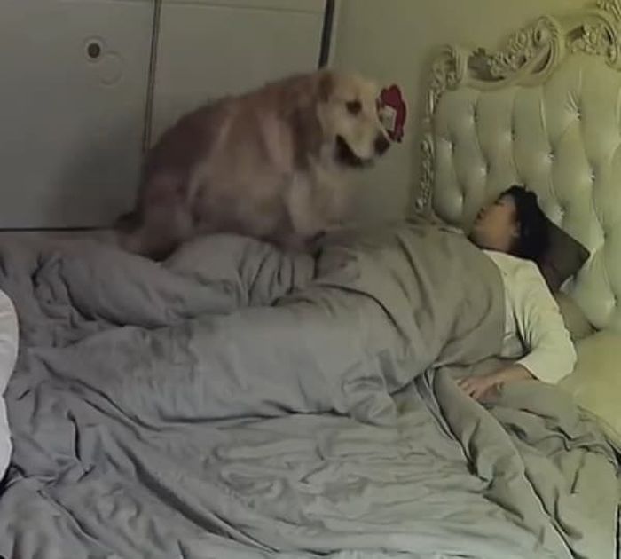 애니멀플래닛