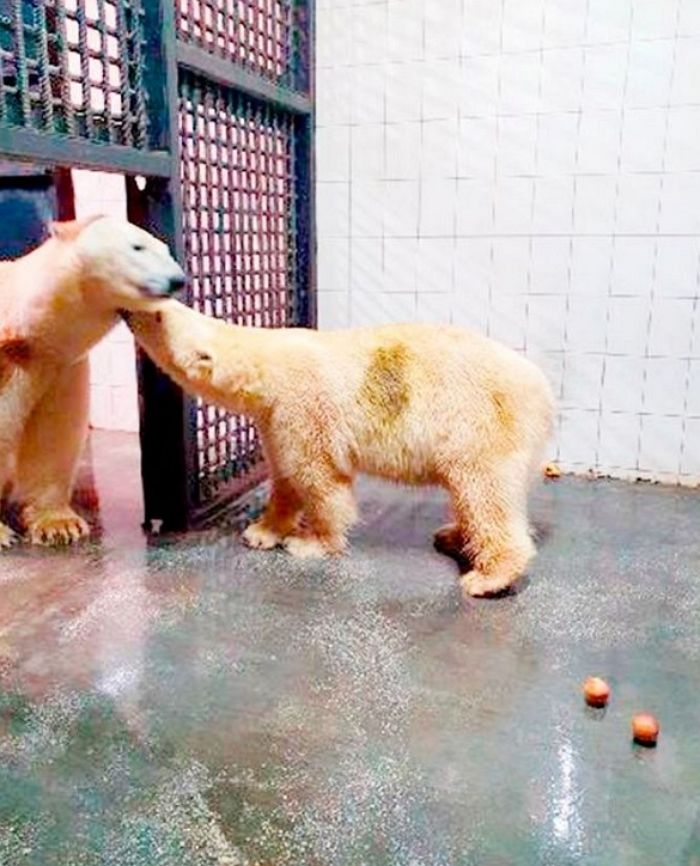 引用：animal planet