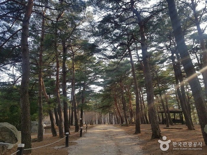 소나무 숲 산책로까지