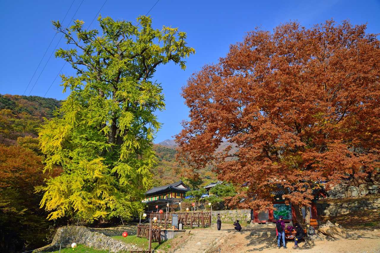 용문사