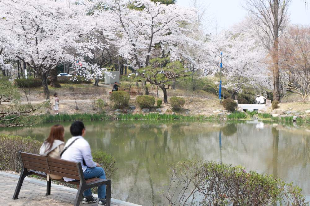 벚꽃 시즌 보문정도 아름답다 / 사진=경주시 관광자원 영상이미지