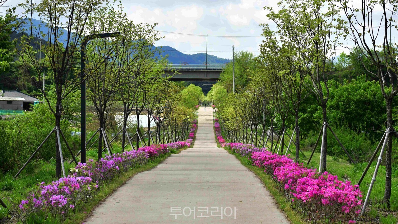 강원도 원주시 치악산바람길숲.사진-산림청