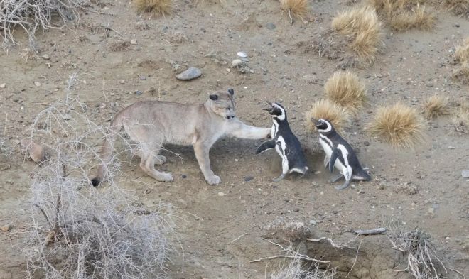 引用：Gonzalo・Ignazi