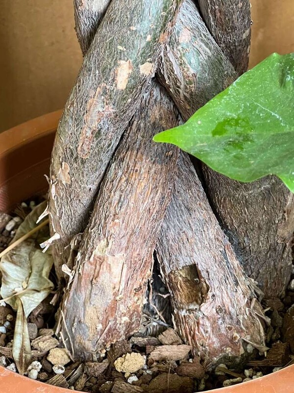andplants
