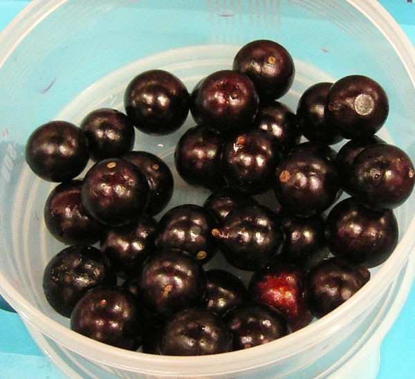 engei