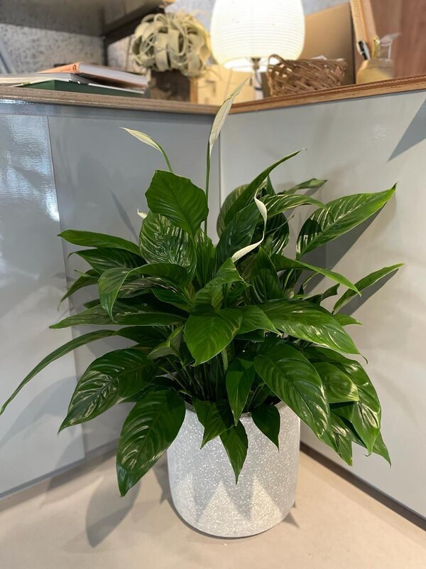 theplantsociety