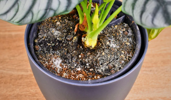 andplants