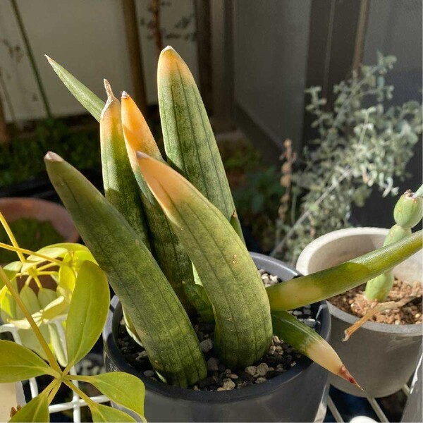 greensnap