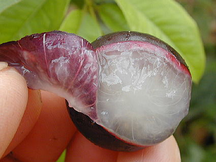 cafejaboticaba