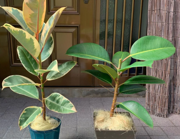 온라인 커뮤니티