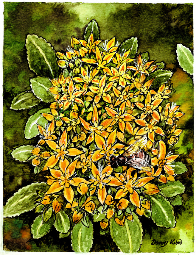 (70) 기린초 그림