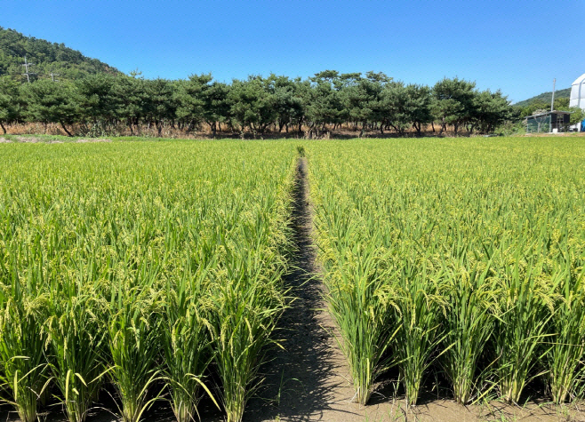 2025060401000295000018111