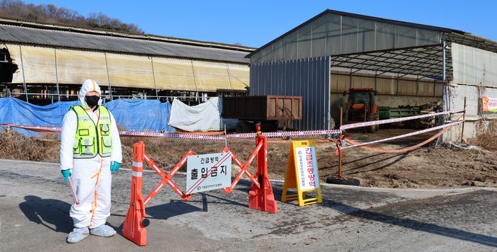 인천 강화에서 구제역이 발생했다. ⓒ 연합뉴스