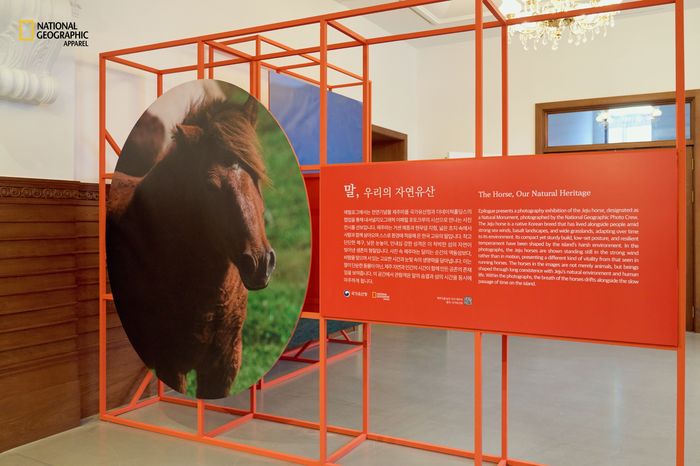 말의 해 기념 특별전 ‘말,영원의질주’에 전시된 제주마 사진 작품. ⓒ더네이쳐홀딩스