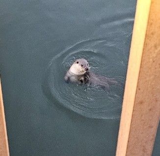 군포 반월호수에 나타난 수달의 모습ⓒ군포시제공