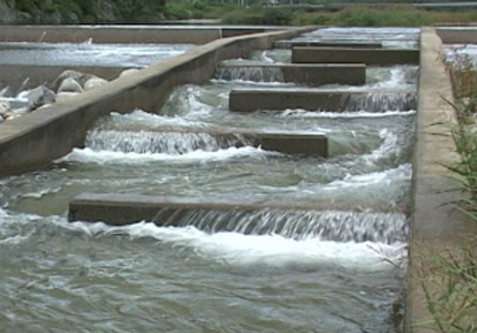ⓒ댐 옆에 물고기가 오를 수 있는 어도