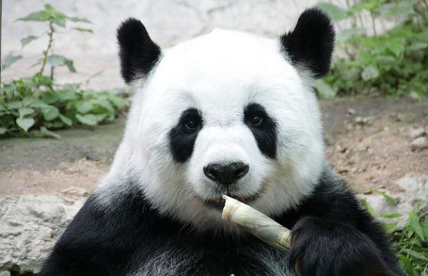 ⓒ게티이미지뱅크