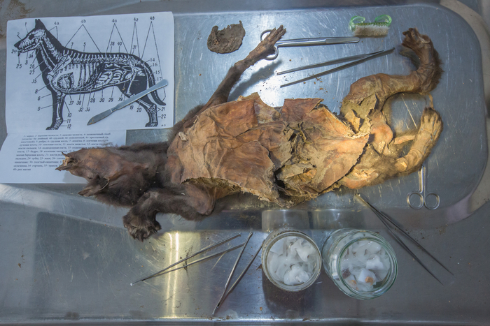 영구동토층에서 발견된 늑대. 사진=로이터 연합뉴스