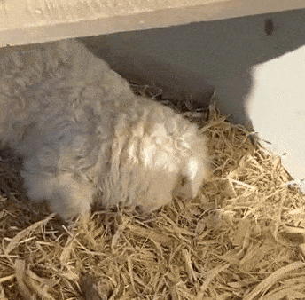 손님이 다가오자 죽은 척을 하는 새끼 양. 사진=SCMP