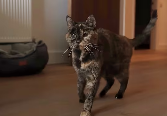 현존하는 최고령 고양이 플로시. 사진=기네스 세계기록 홈페이지