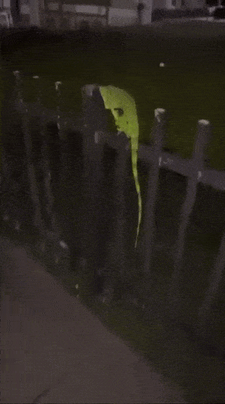 지난달 31일(현지시간) 미국 플로리다 남부 마이애미에서 얼어붙은 채 발견된 녹색 이구아나. 기절한 상태다. 사진=엑스(@DylanFedericoWX) 캡처