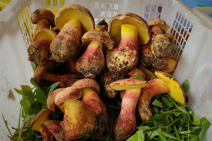 중국 윈난성에서 즐겨먹는 그물버섯의 일종인 '란마오아 아시아티카'. 사진=유타대학교