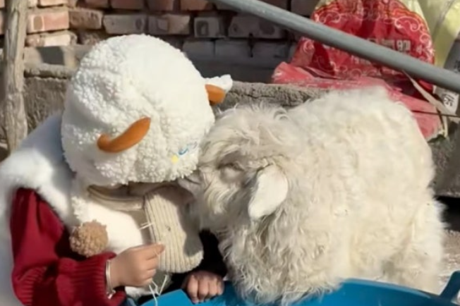 중국의 한 시골 장터에서 사람이 다가오면 갑자기 쓰러져 '죽은 척'을 하는 새끼 양이 등장해 온라인에서 화제다. 사진=SCMP