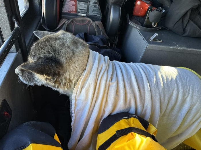 지난 19일(현지시간) 미국 미주리주의 한 호수에 빠진 개가 해상구조대에게 구조됐다. 사진=페이스북(St Louis Fire Department) 캡처