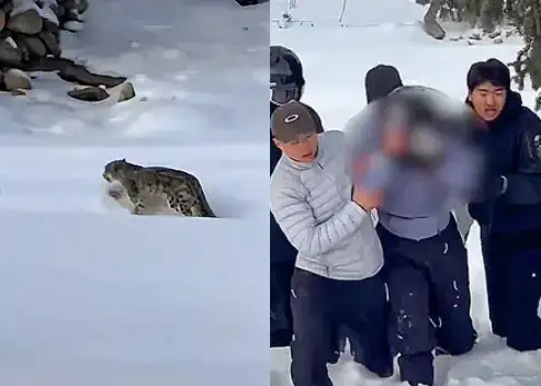 지난 23일 중국 푸윈현에서 발생한 눈표범 공격 사례. 사진=잼프레스 캡처