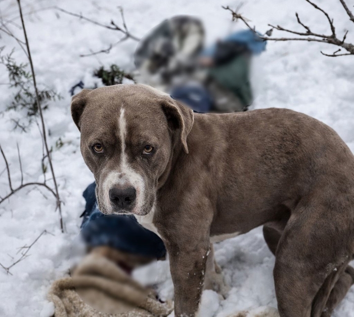 폭설 속 나흘간 숨진 주인 곁을 지킨 핏불테리어. 사진=엑스