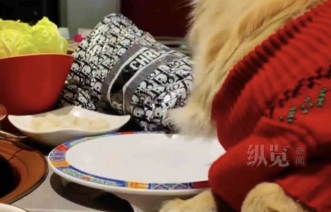 중국 식당서 접시의 음식을 먹고 있는 반려견. 사진=중국 QQ닷컴 캡처