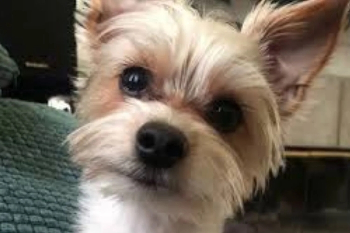 벨튀 장난으로 망가진 문으로 인해 집 밖으로 나갔다가 숨진 반려견 스푸키. 사진=볼루시아 카운티 보안관 사무실