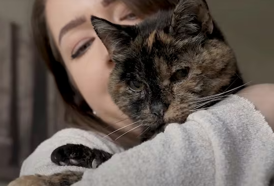 현존하는 최고령 고양이 플로시. 사진=기네스 세계기록 홈페이지