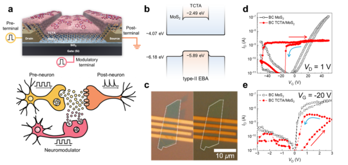 TCTA/MoS2 멤트랜지스터 구조 및 특성