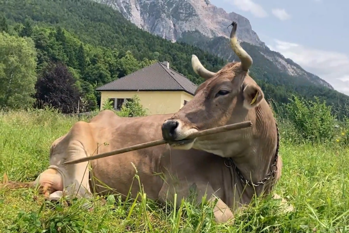 오스트리아 암소 베로니카(13)가 나무 막대기로 몸을 긁는 모습. 사진=빈 수의과대학교 안토니오 오수나-마스카로 박사후 연구원