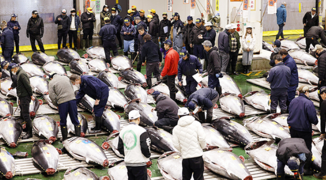 5일 도쿄 고토구 도요스시장에서 신년 첫 참치 경매가 열리고 있다. 사진=연합뉴스