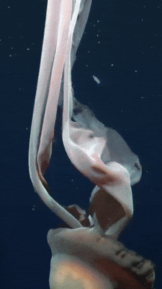 최근 에르헨티나 심해에서 발견된 거대 유령 해파리(학명 Stygiomedusa gigantea). 사진=엑스(@SchmidtOcean) 캡처