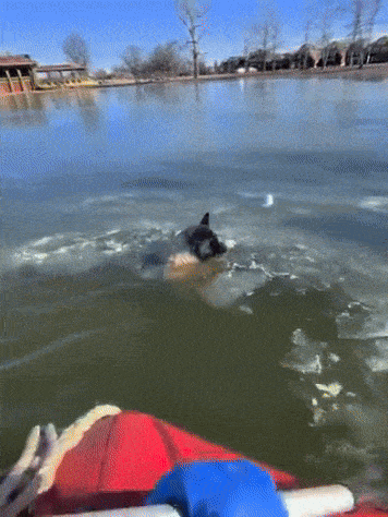 지난 19일(현지시간) 미국 미주리주의 한 호수에 빠진 개가 해상구조대에게 구조됐다. 사진=페이스북(St Louis Fire Department) 캡처