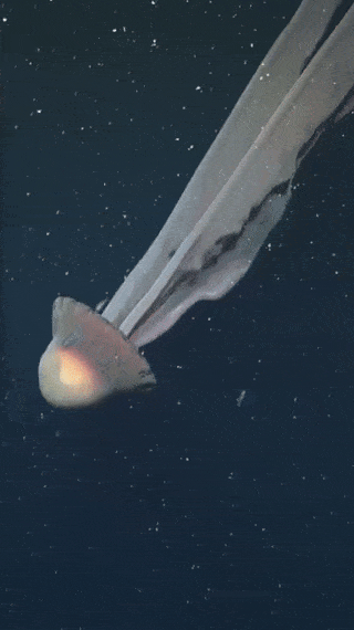 최근 에르헨티나 심해에서 발견된 거대 유령 해파리(학명 Stygiomedusa gigantea). 사진=엑스(@SchmidtOcean) 캡처