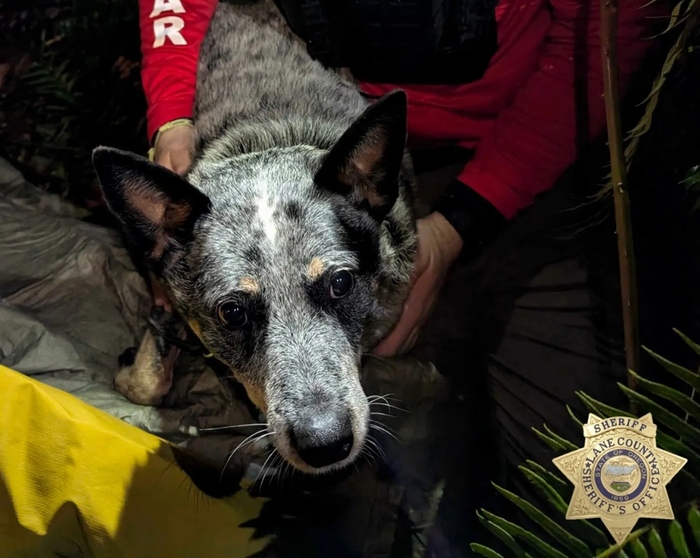 미국에서 주인을 구한 반려견 '카미'. 사진=레인 카운티 보안관 사무소