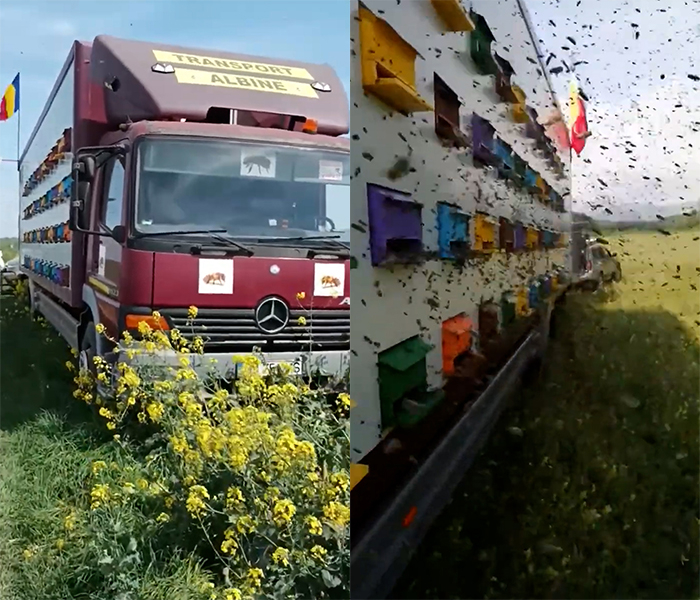 출처=유튜브(Beekeepingwhitoutbordees)