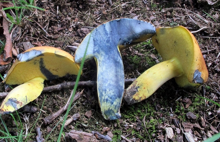 그물버섯과. 사진=위키피디아 / mycowalt