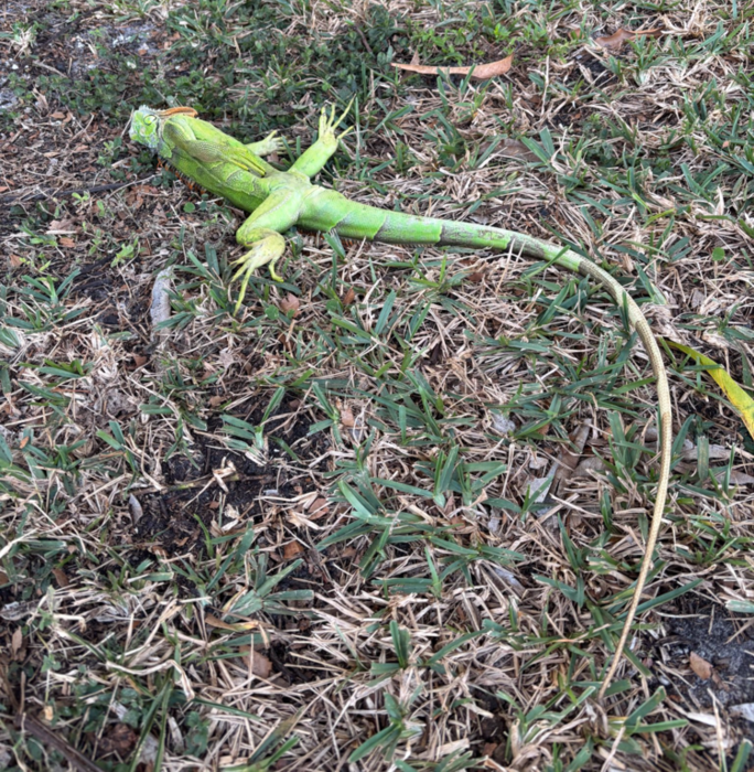 지난달 31일(현지시간) 미국 플로리다주에서 섭씨 3도의 추운 날씨에 얼어붙어있는 녹색 이구아나. 기절한 상태다. 사진=엑스(@MattDevittWX) 캡처